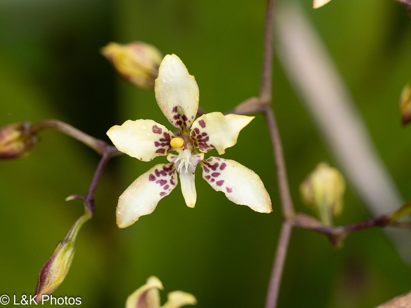 Cyrtochilum bockemuehliae photo 5