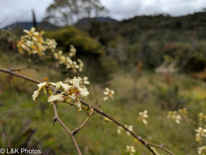 Cyrtochilum bockemuehliae photo 6