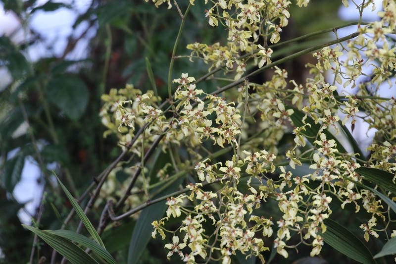 Cyrtochilum bockemuehliae photo 8