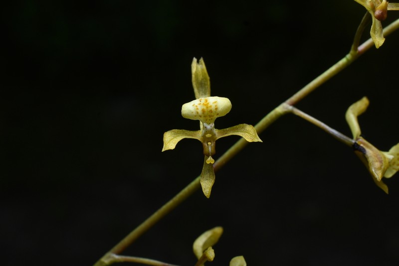 Cyrtochilum caespitosum