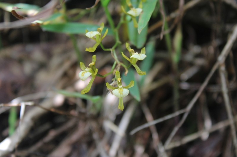 Cyrtochilum caespitosum photo 2