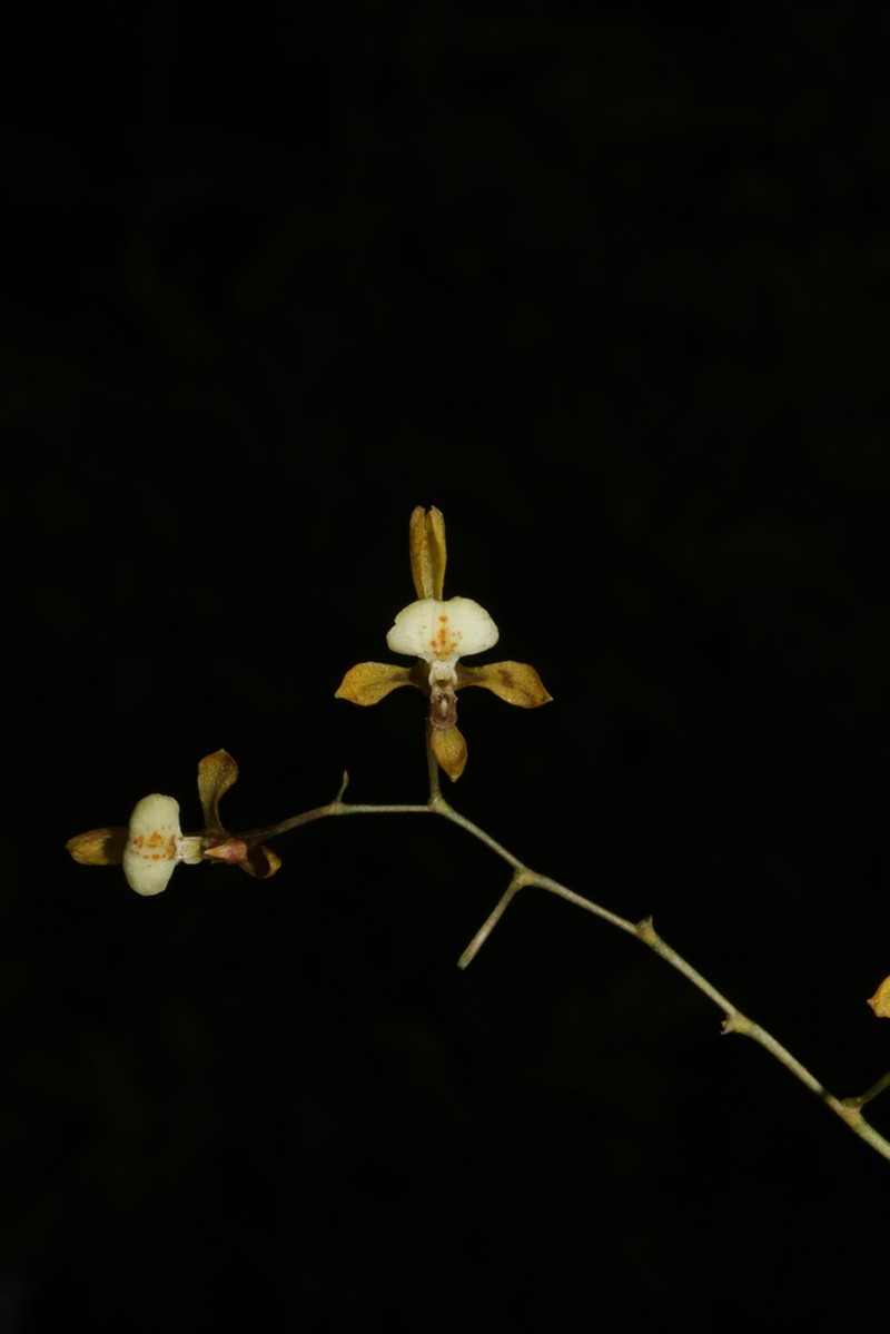 Cyrtochilum caespitosum photo 3