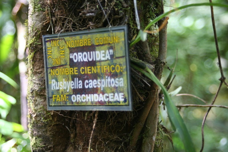 Cyrtochilum caespitosum photo 4