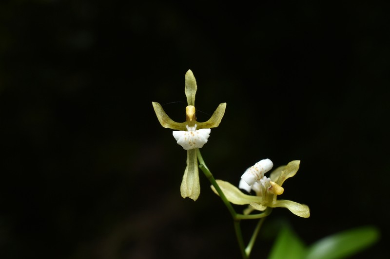 Cyrtochilum caespitosum photo 5