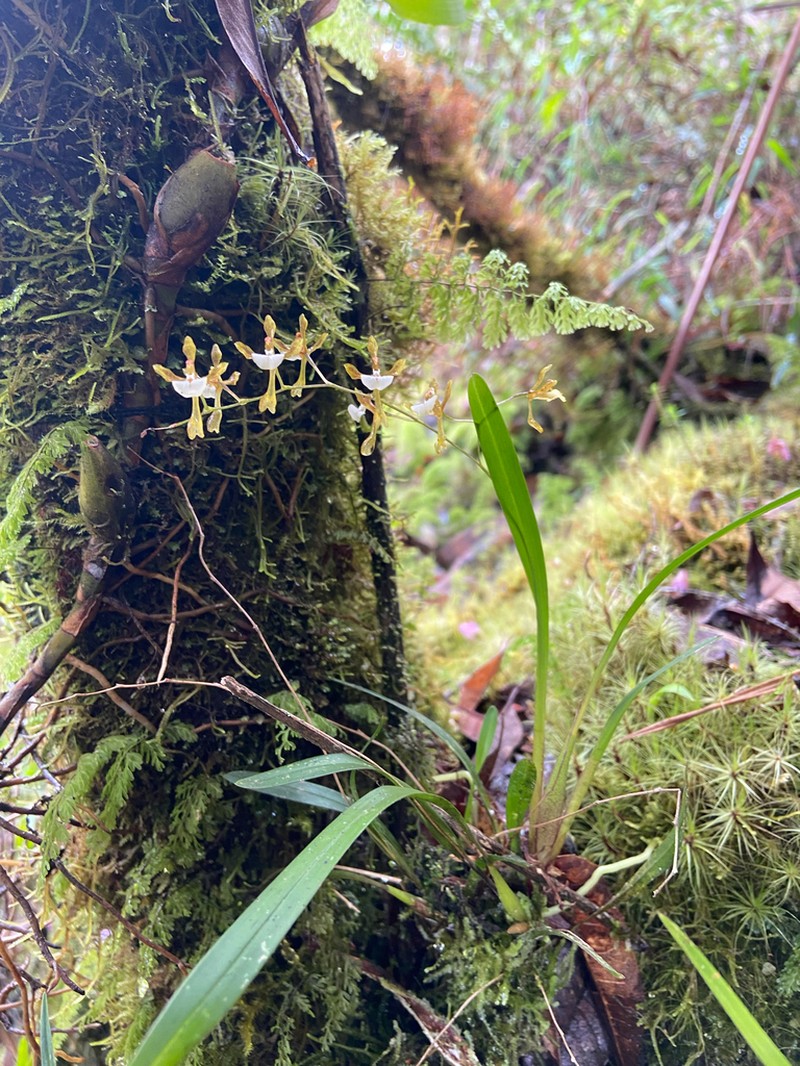 Cyrtochilum caespitosum photo 6