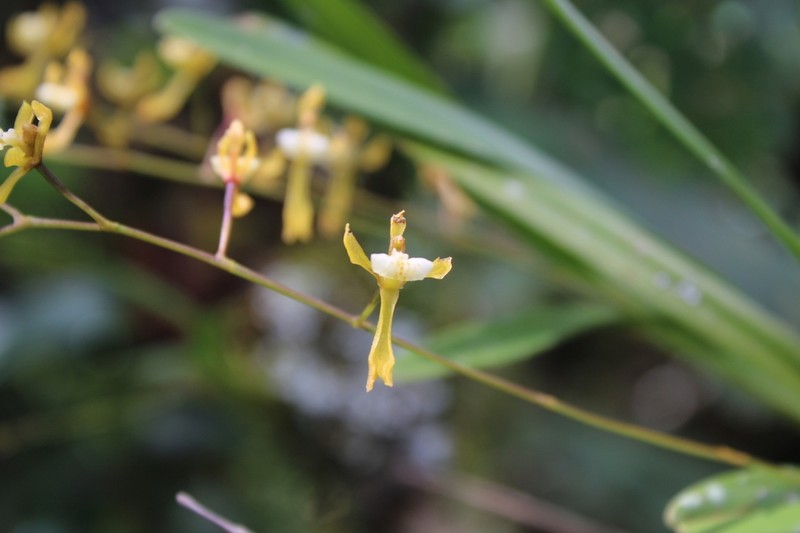 Cyrtochilum caespitosum photo 7