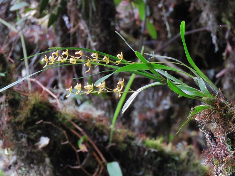 Cyrtochilum caespitosum photo 8