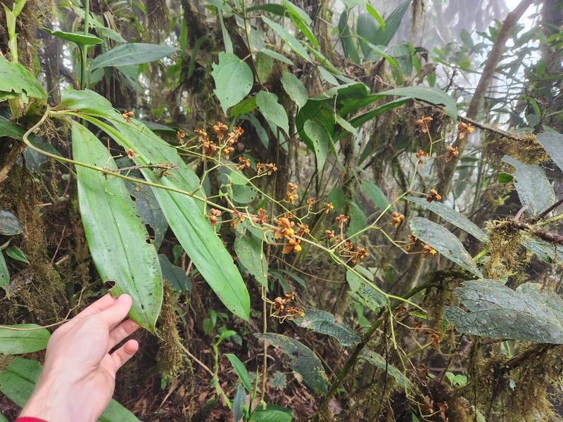 Cyrtochilum cimiciferum