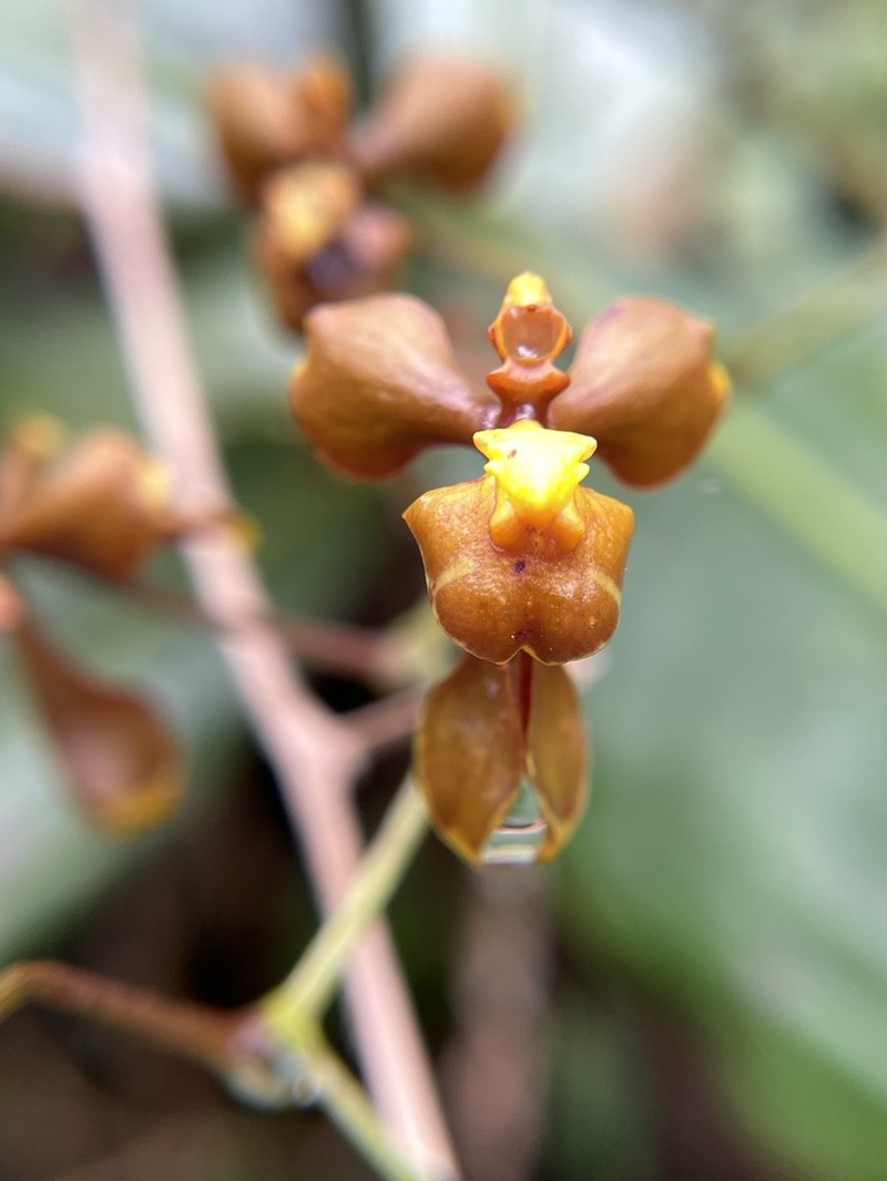 Cyrtochilum cimiciferum photo 2