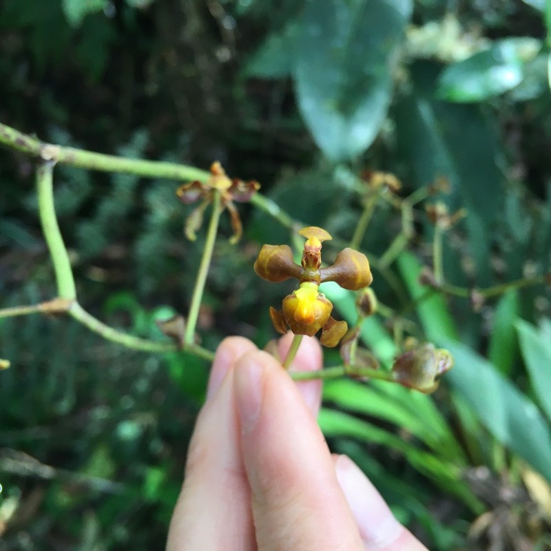 Cyrtochilum cimiciferum photo 3