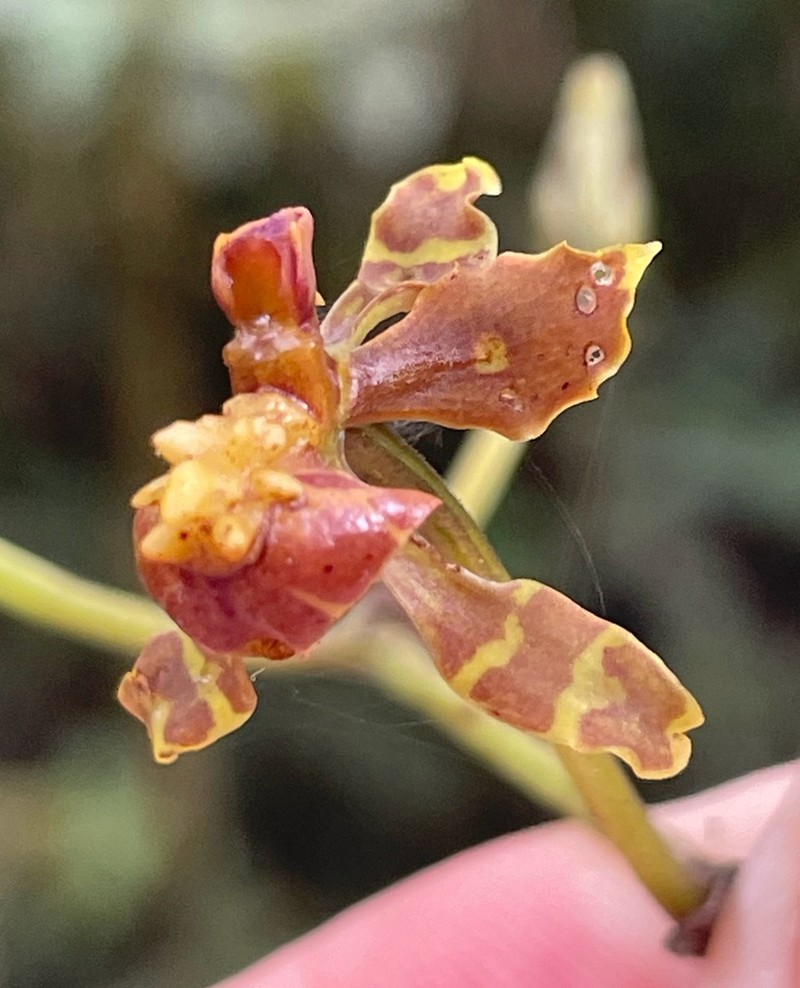 Cyrtochilum cimiciferum photo 4