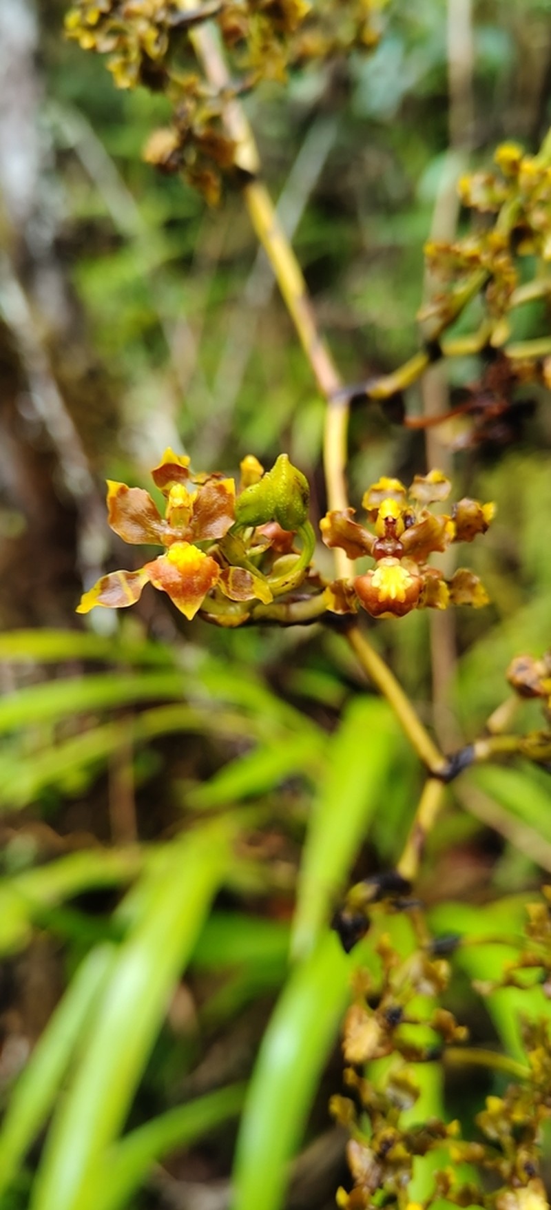 Cyrtochilum cimiciferum photo 5