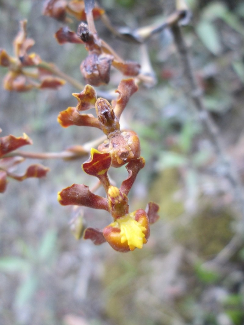 Cyrtochilum cimiciferum photo 6
