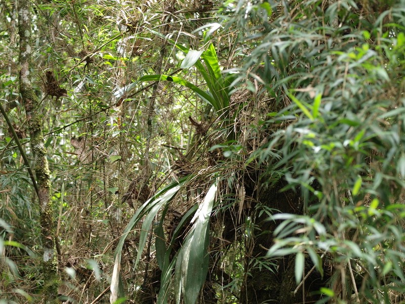 Cyrtochilum cimiciferum photo 7