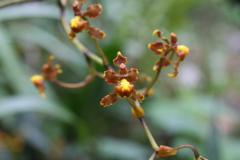Cyrtochilum cimiciferum photo 8
