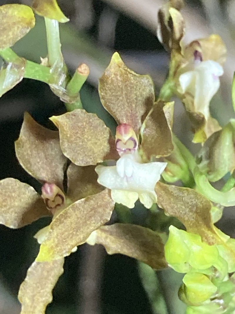 Cyrtochilum confertum