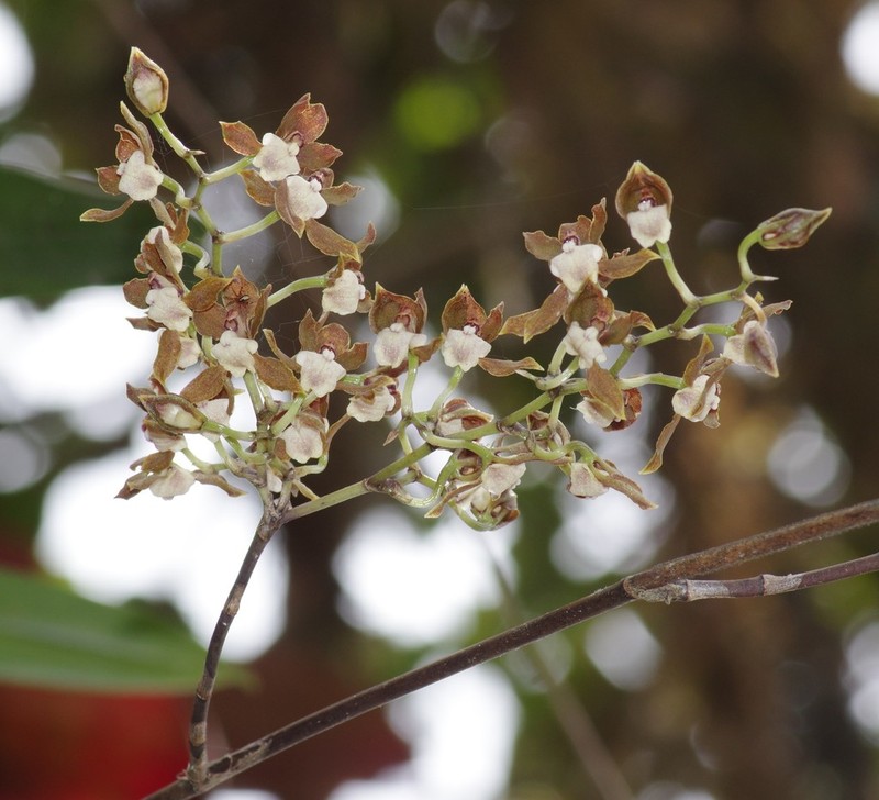 Cyrtochilum confertum photo 2