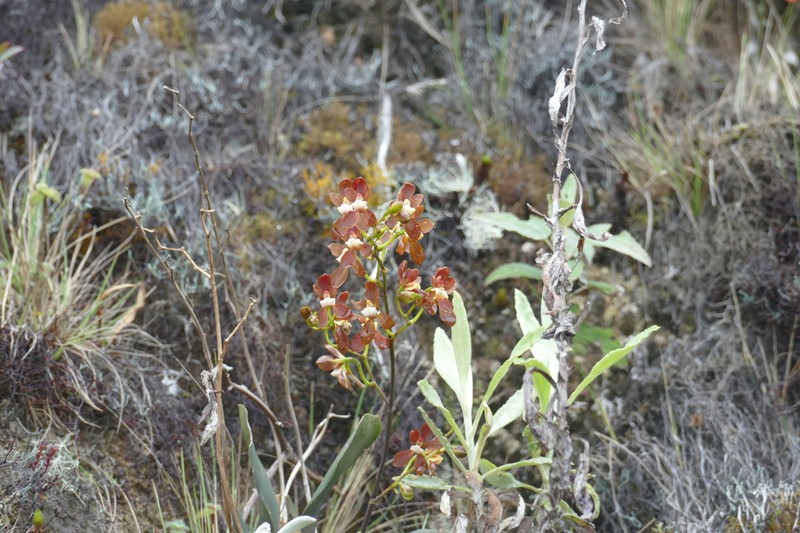 Cyrtochilum confertum photo 3