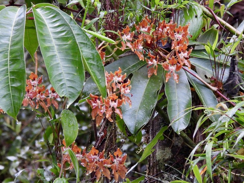 Cyrtochilum cordatum photo 2