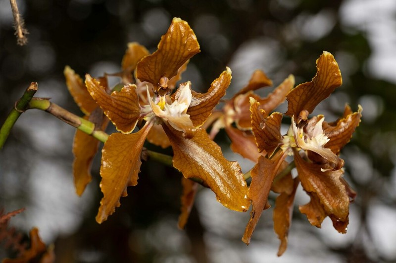 Cyrtochilum cordatum photo 3