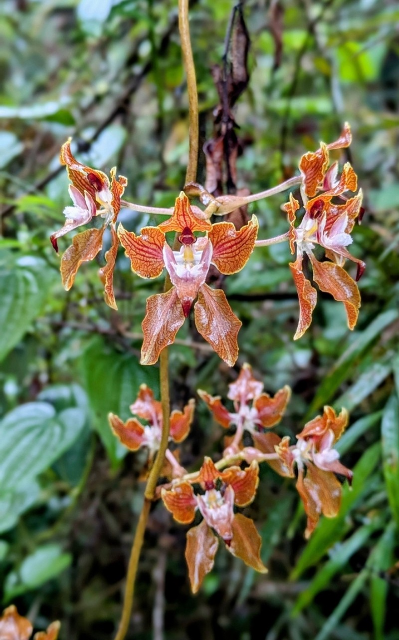 Cyrtochilum cordatum photo 4