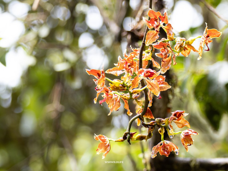 Cyrtochilum cordatum photo 6