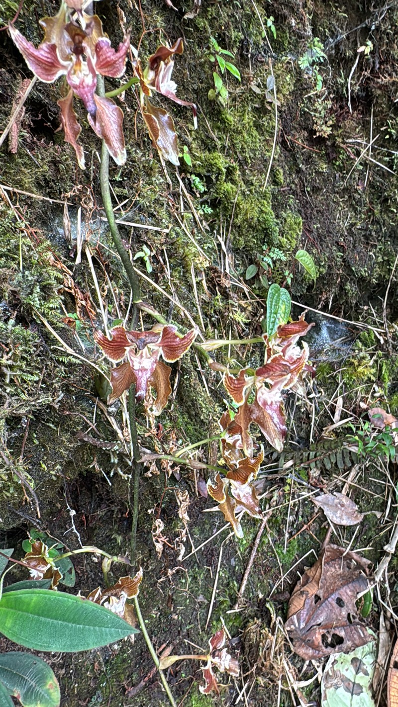 Cyrtochilum cordatum photo 7