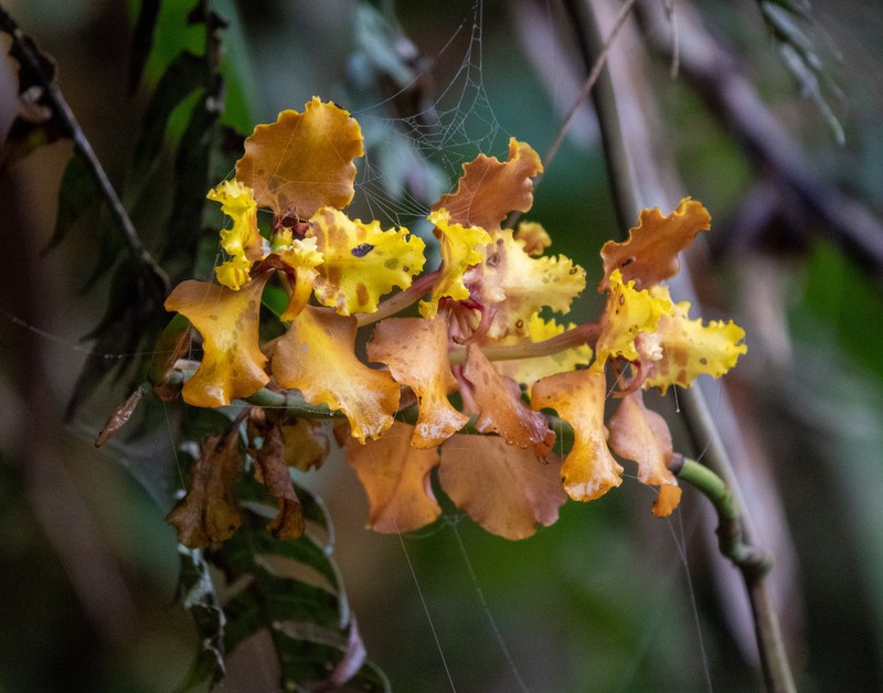 Cyrtochilum cumandae