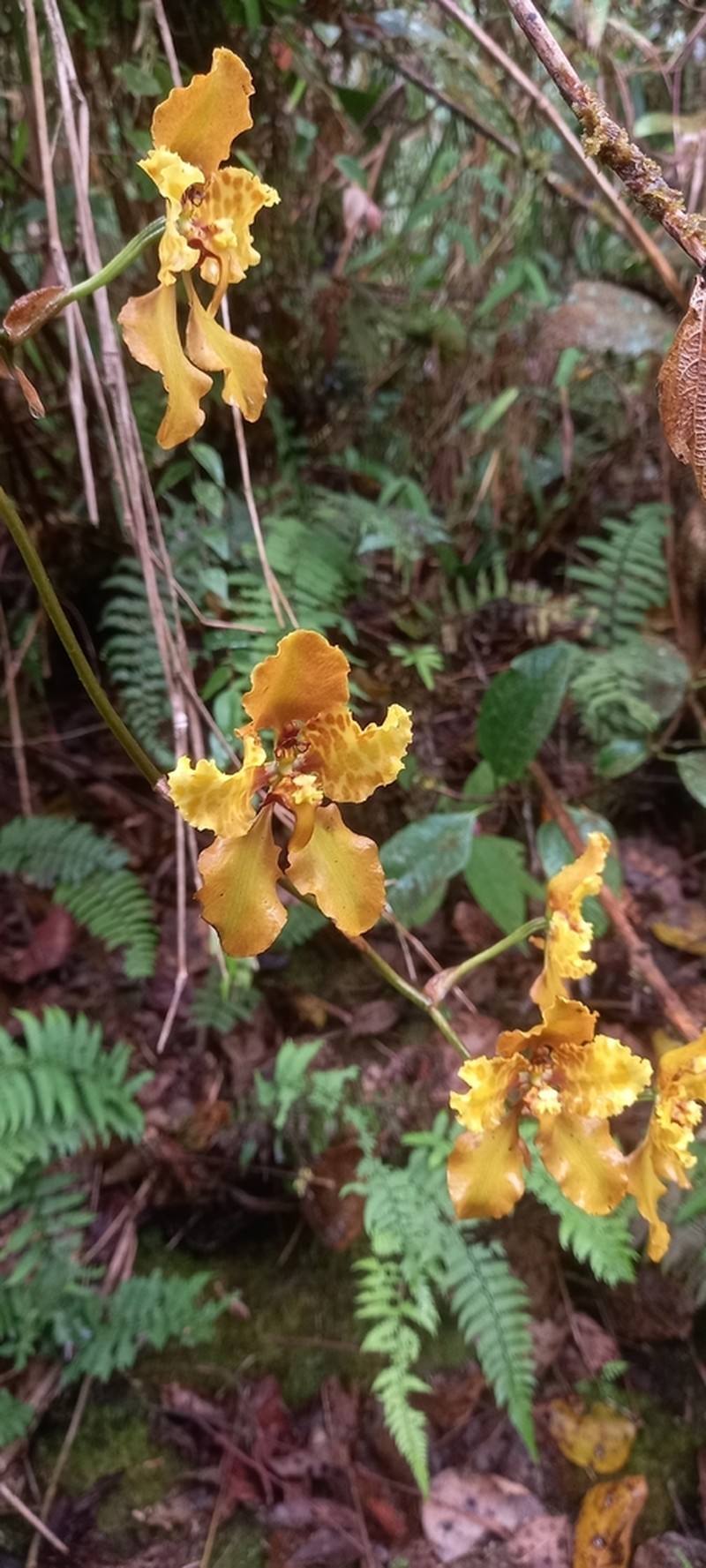 Cyrtochilum cumandae photo 3