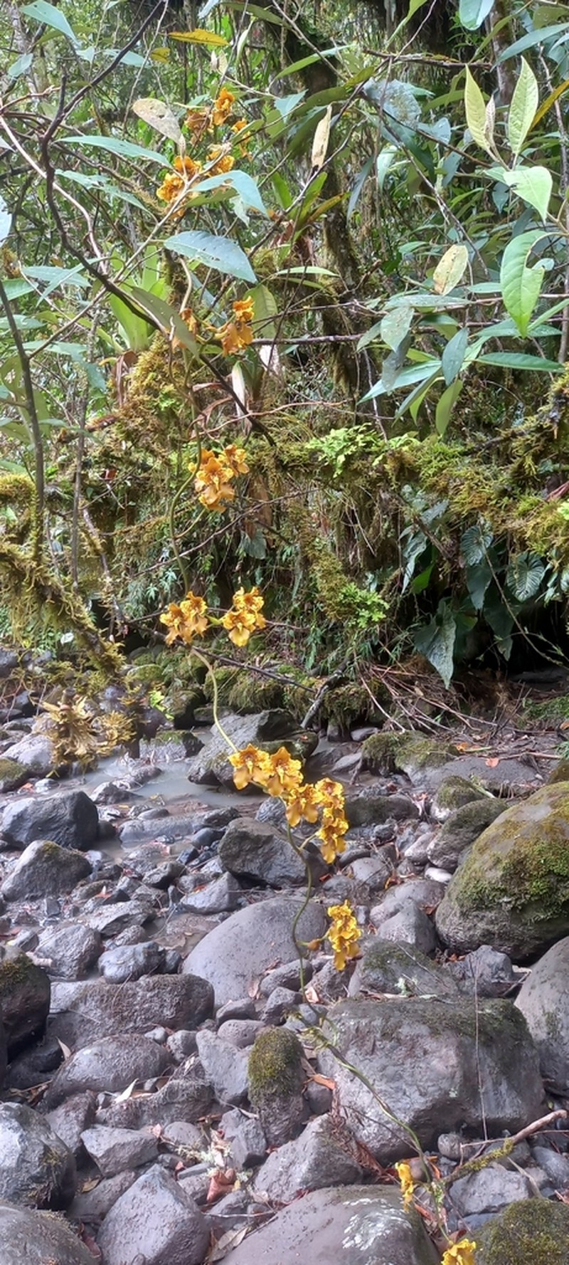 Cyrtochilum cumandae photo 4