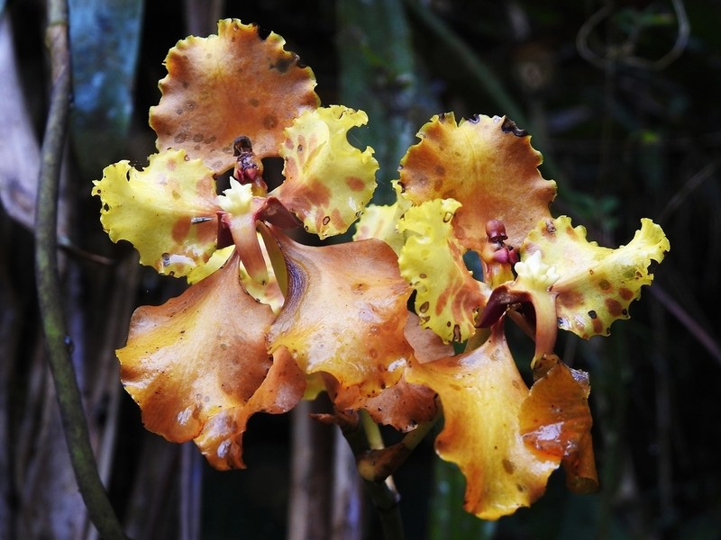 Cyrtochilum cumandae photo 5