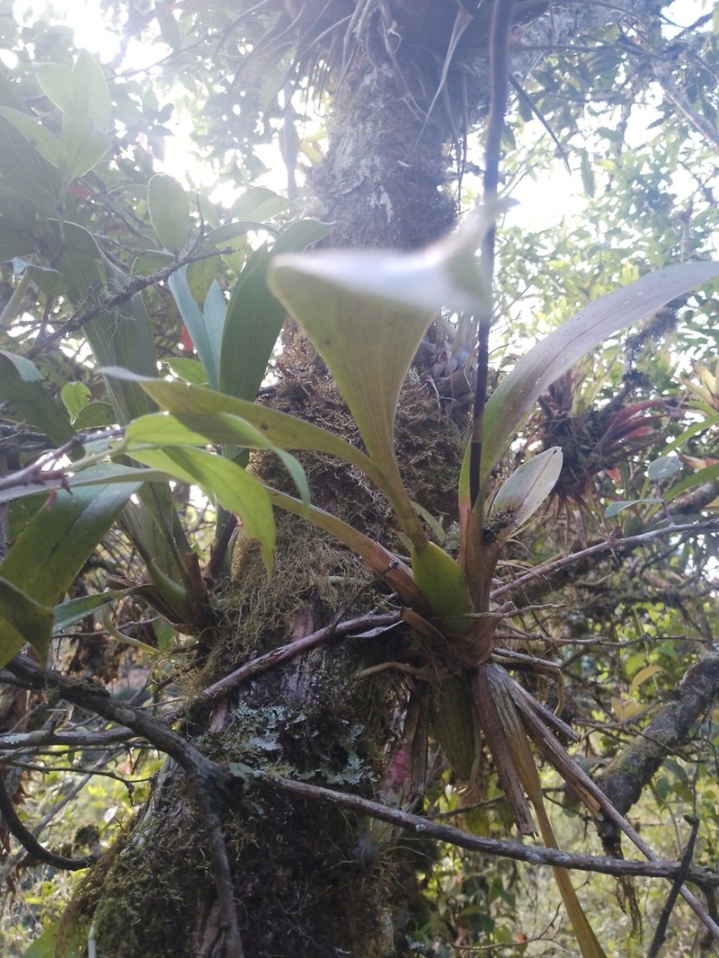Cyrtochilum cumandae photo 6