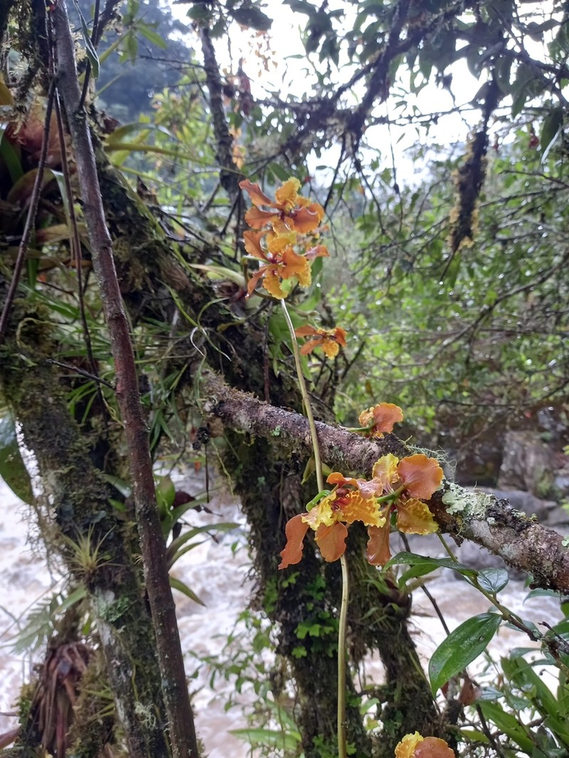 Cyrtochilum cumandae photo 7