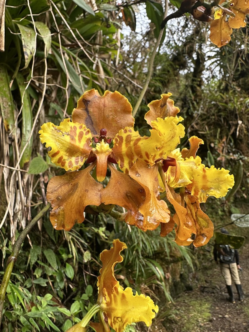 Cyrtochilum cumandae photo 8