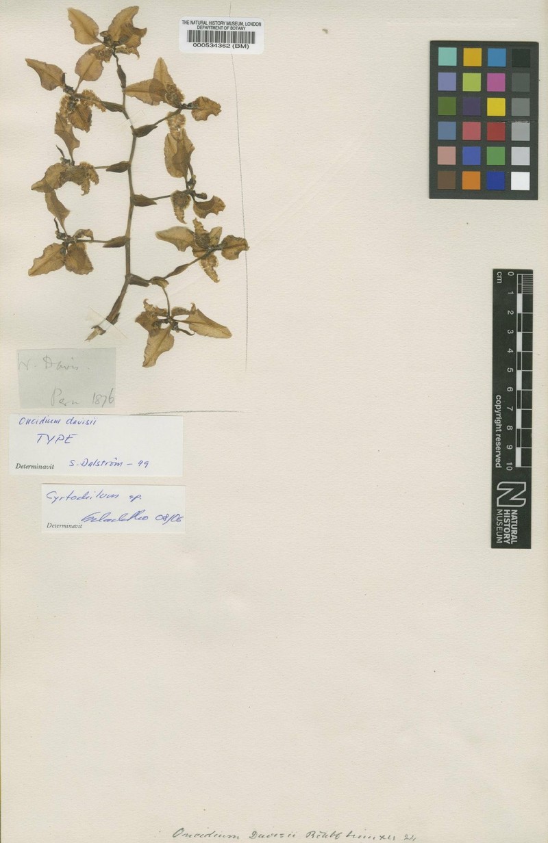 Cyrtochilum davisii