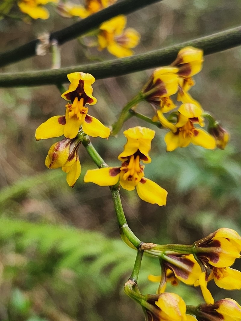 Cyrtochilum densiflorum