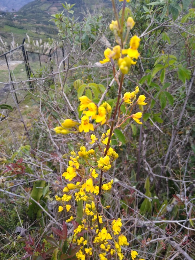 Cyrtochilum densiflorum photo 2