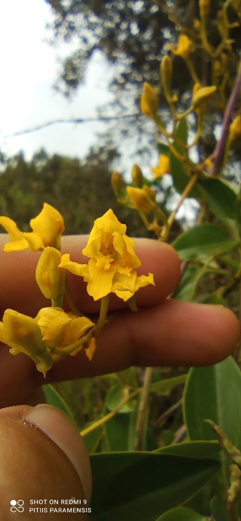 Cyrtochilum densiflorum photo 3