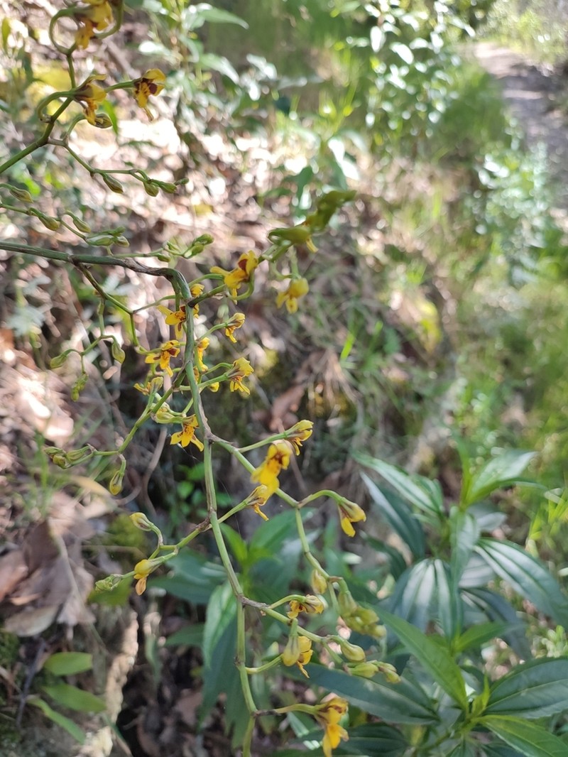Cyrtochilum densiflorum photo 4