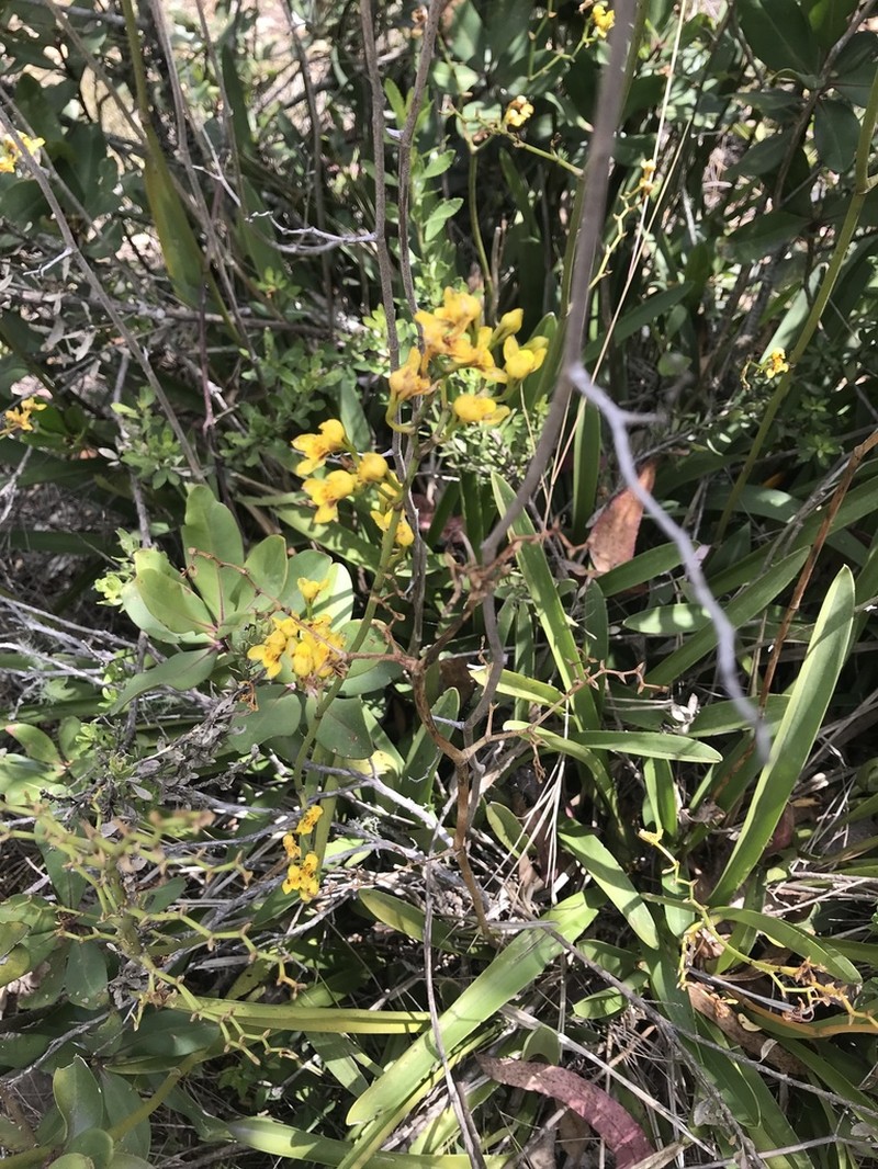 Cyrtochilum densiflorum photo 5