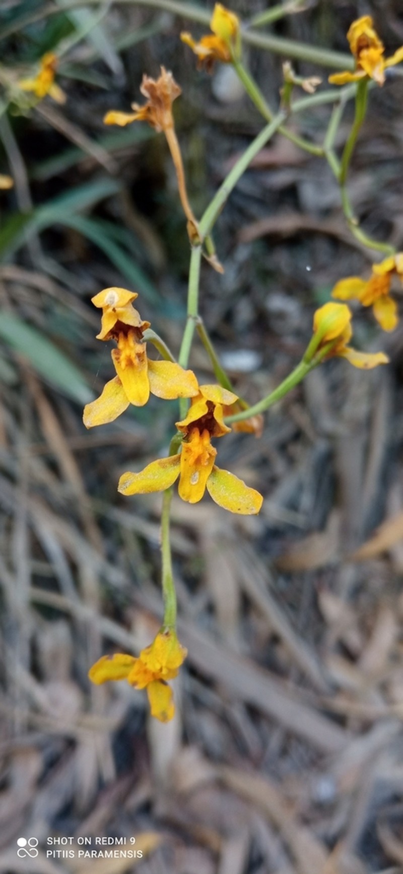 Cyrtochilum densiflorum photo 6