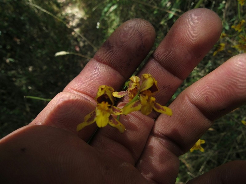 Cyrtochilum densiflorum photo 7