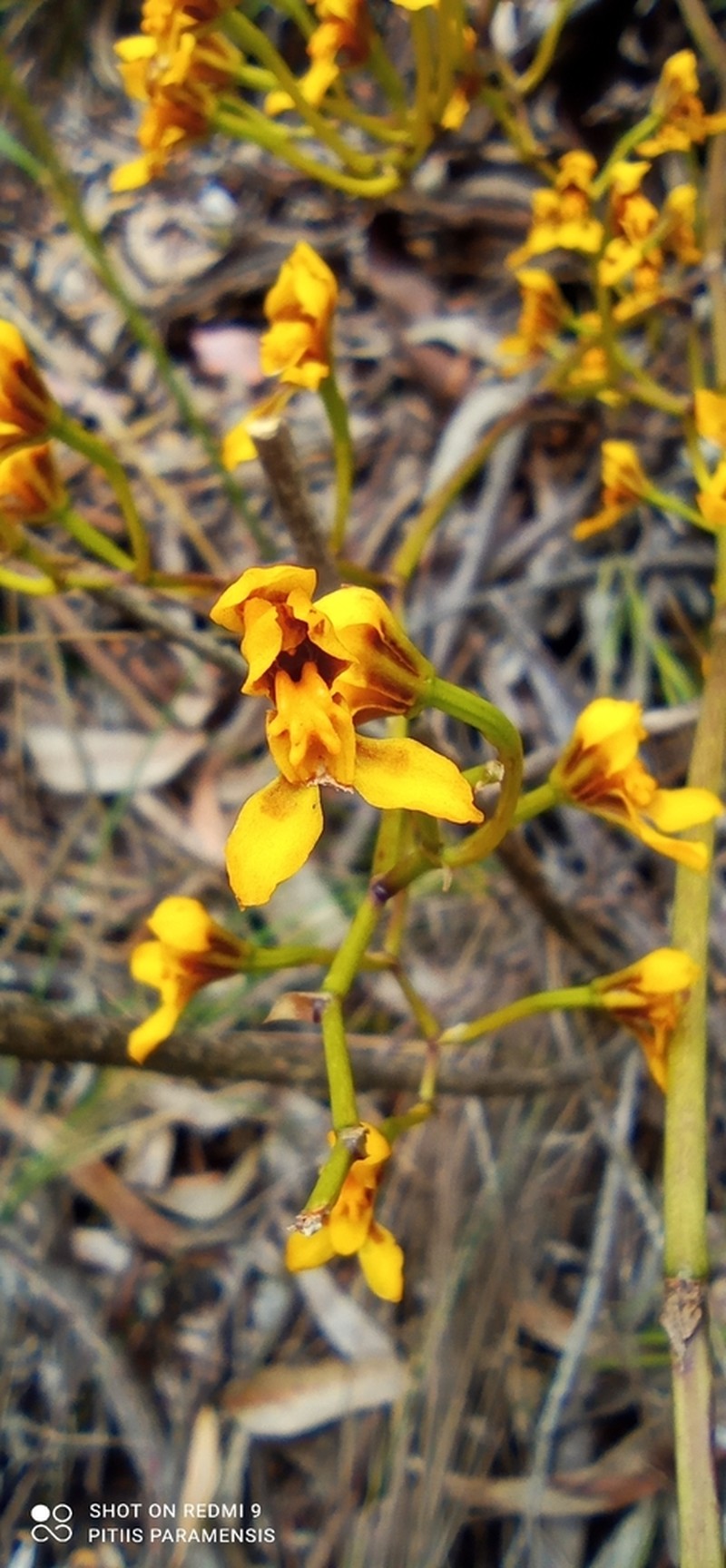 Cyrtochilum densiflorum photo 8