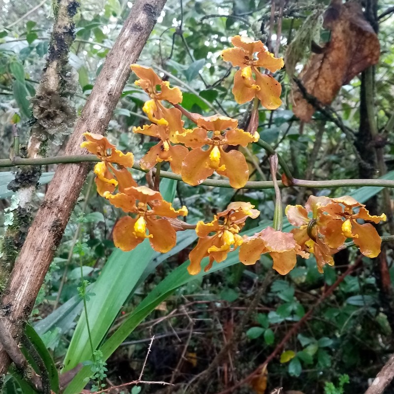 Cyrtochilum diceratum
