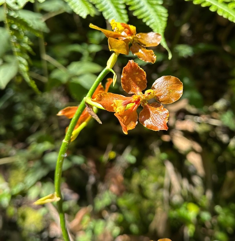 Cyrtochilum diceratum photo 2