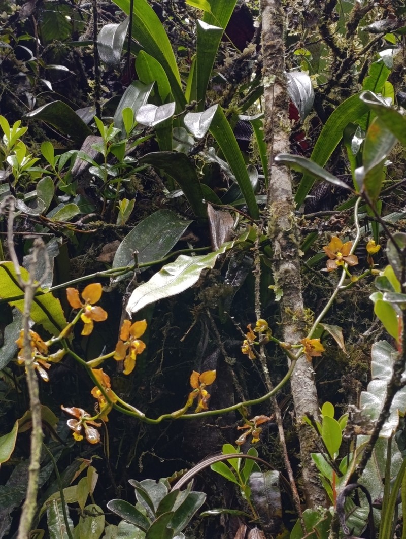 Cyrtochilum diceratum photo 3