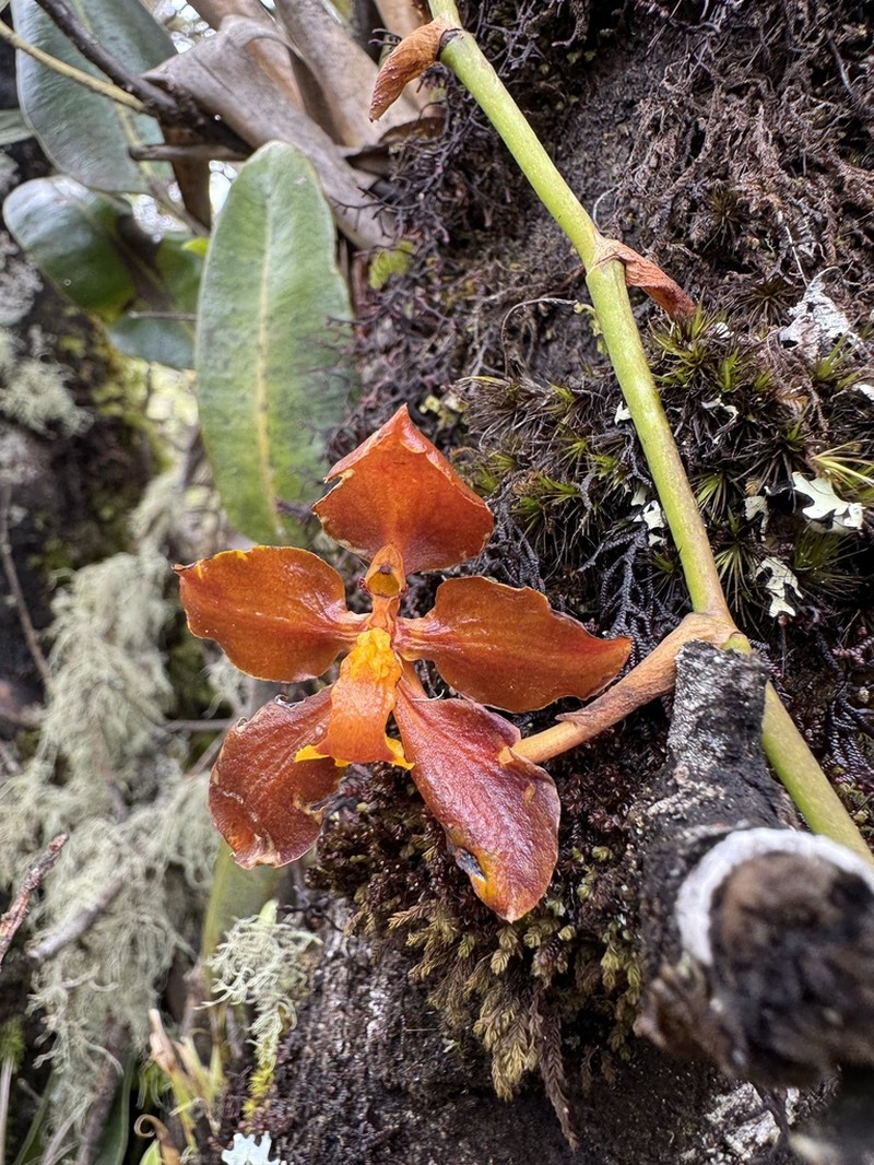 Cyrtochilum diceratum photo 4