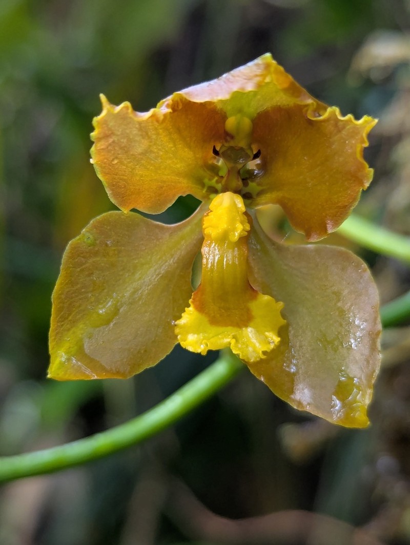 Cyrtochilum diceratum photo 5
