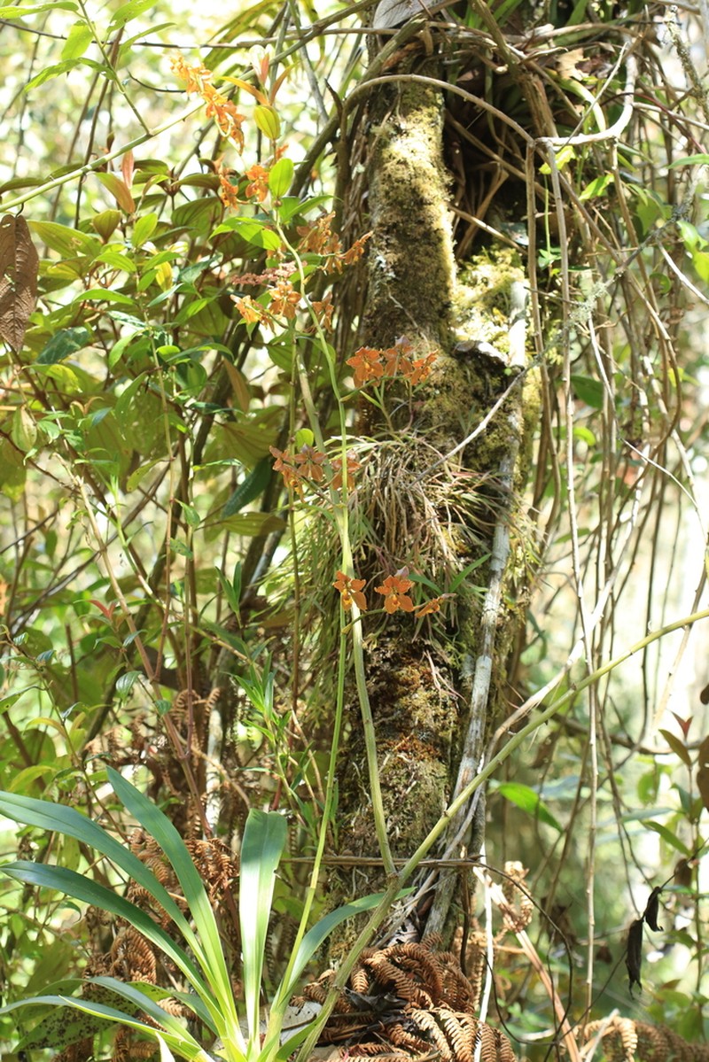Cyrtochilum diceratum photo 6