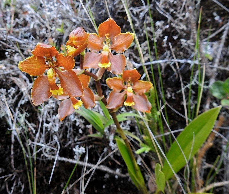 Cyrtochilum diceratum photo 7